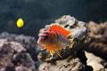 Labidochromis - sp. Hongi